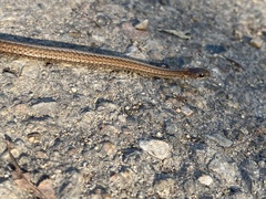 Storeria occipitomaculata