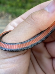 Storeria occipitomaculata