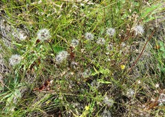 Lactuca canadensis