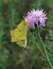 Centaurea pseudomaculosa