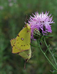 Centaurea pseudomaculosa