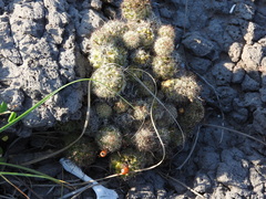 Mammillaria mazatlanensis