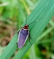 Pseudomops interceptus