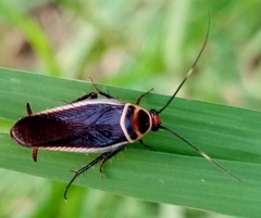 Pseudomops interceptus