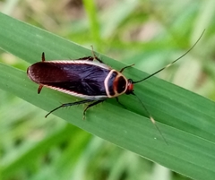 Pseudomops interceptus