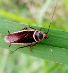 Pseudomops interceptus