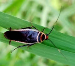 Pseudomops interceptus