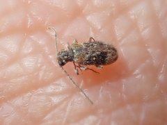 Gynopterus