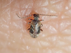 Gynopterus