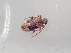 Gynopterus