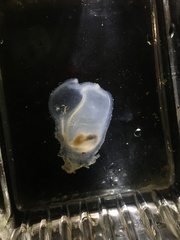 Ascidian photo 4