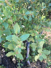 Quercus wislizeni frutescens