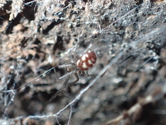 Steatoda grossa