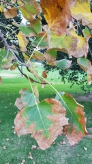 Magnoliopsida