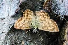 Carrhenes fuscescens