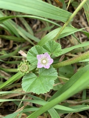 Malva pusilla