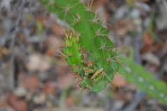 Leptocereus quadricostatus