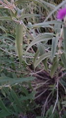 Angiospermae