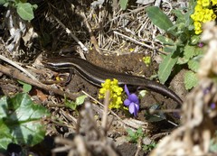 Oligosoma polychroma