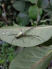 Leucauge celebesiana
