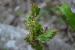 Leptocereus quadricostatus