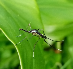 Toxorhynchites rutilus