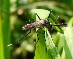 Toxorhynchites rutilus