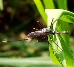 Toxorhynchites rutilus