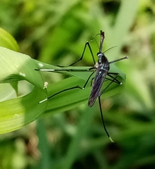 Toxorhynchites rutilus