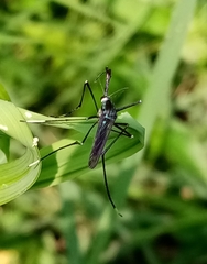 Toxorhynchites rutilus