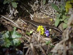 Oligosoma polychroma