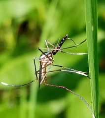 Toxorhynchites rutilus