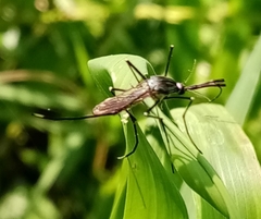 Toxorhynchites rutilus