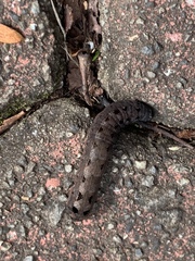 Lepidoptera