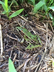 Lithobates sphenocephalus utricularius
