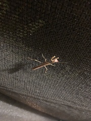 Mantidae