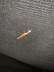 Mantidae