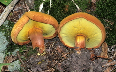 Buchwaldoboletus lignicola