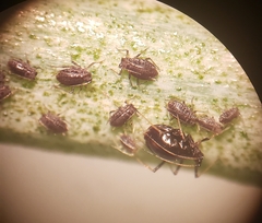 Neotoxoptera formosana