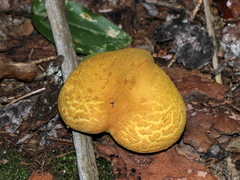 Buchwaldoboletus lignicola