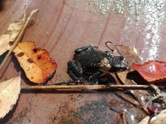 Melanophryniscus rubriventris