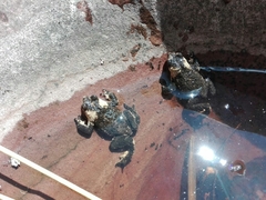 Melanophryniscus rubriventris