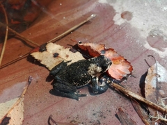 Melanophryniscus rubriventris