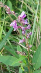 Desmodium illinoense