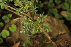 Acaena elongata