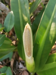 Philodendron crassinervium