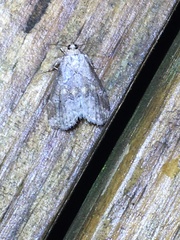 Hyperstrotia flaviguttata