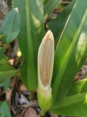 Philodendron crassinervium