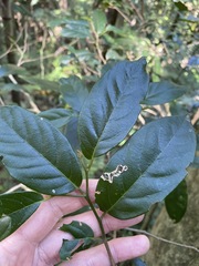 Alangium villosum