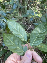 Alangium villosum